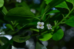Ilex maximowicziana