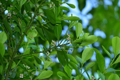 Ilex maximowicziana