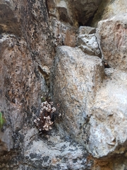 Aleuritopteris argentea