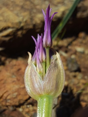 Allium falcifolium