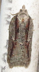 Acleris youngana