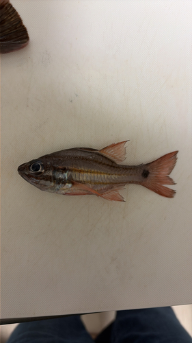 Ostorhinchus doederleini observed 2026-10-12