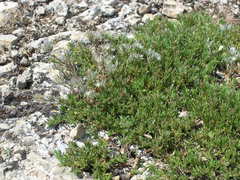 Minuartia glomerata