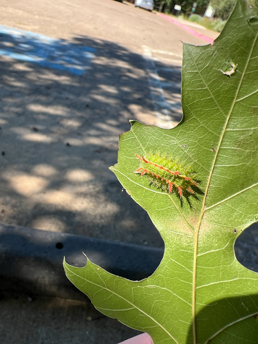 Green Oak-Slug Moth
