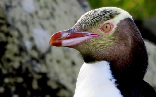 iNaturalist image