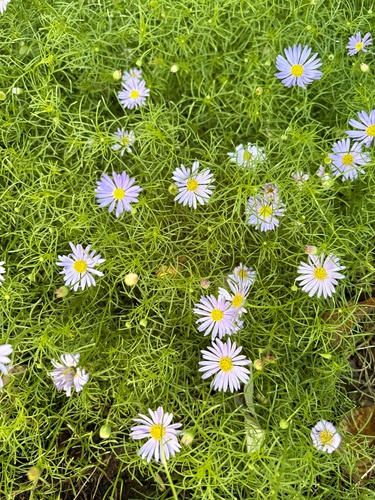 Brachyscome multifida observed 2026-10-18