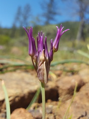 Allium falcifolium