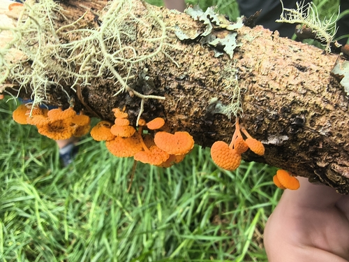 Calocera, 2026-10-13