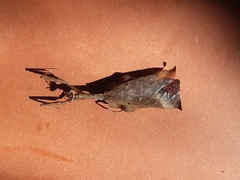 Plesiacanthops
