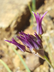 Allium falcifolium