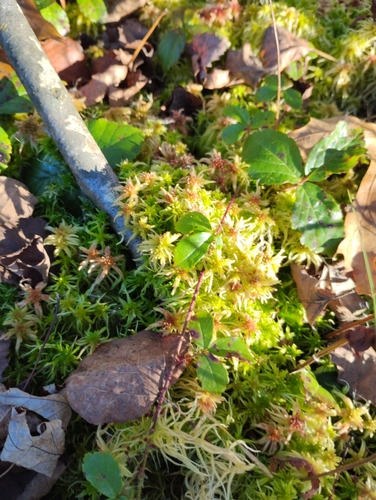 Sphagnum russowii observed 2026-10-17