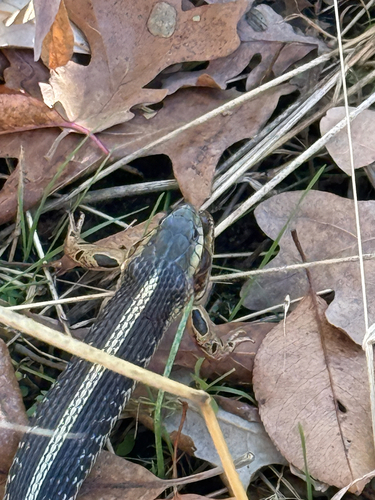 Common Garter Snake observed by stormqa