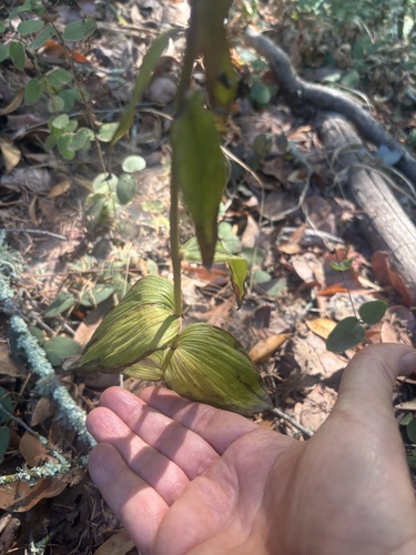 Broad-leaved helleborine seen in Sonoma Valley
