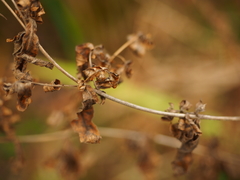 Nepeta racemosa racemosa