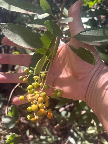 Toyon seen in Sonoma Valley