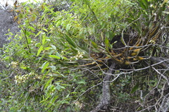 Epidendrum blepharistes