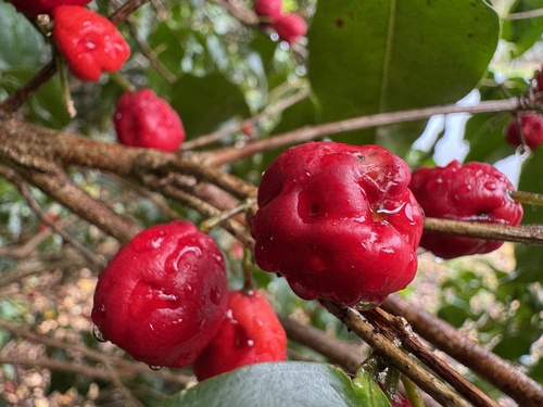 Syzygium claviflorum observed 2026-10-17