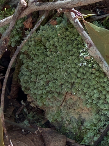 Leucobryum albidum observed 2026-10-17