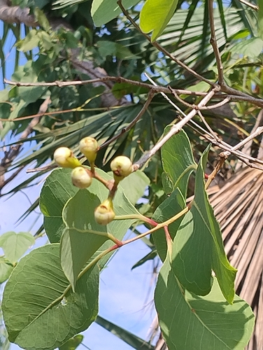 Syzygium eucalyptoides observed 2026-10-18