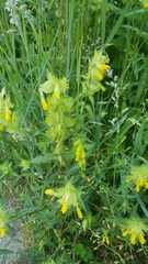 Rhinanthus serotinus