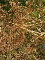 Nepeta racemosa racemosa