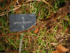 Nepeta racemosa racemosa