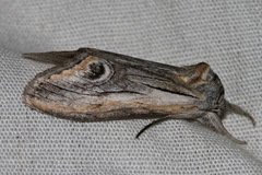 Opsigalea blanchardi