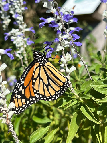 Monarch