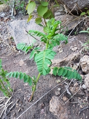 Astragalus propinquus