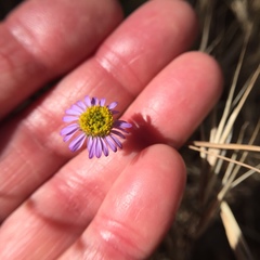 Erigeron foliosus franciscensis