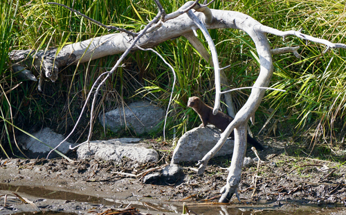 American Mink observed by raulboy