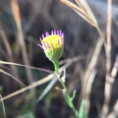 Erigeron foliosus franciscensis