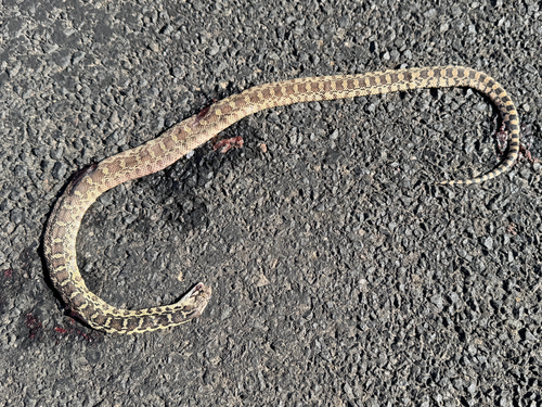 Gopher Snake observed by daniel_observer