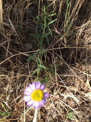 Erigeron foliosus franciscensis