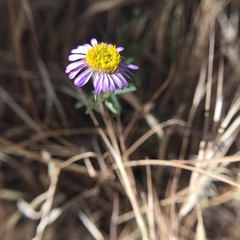Erigeron foliosus franciscensis