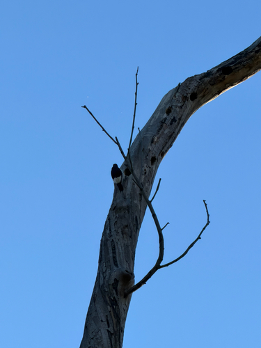 Red-headed Woodpecker observed by hao103