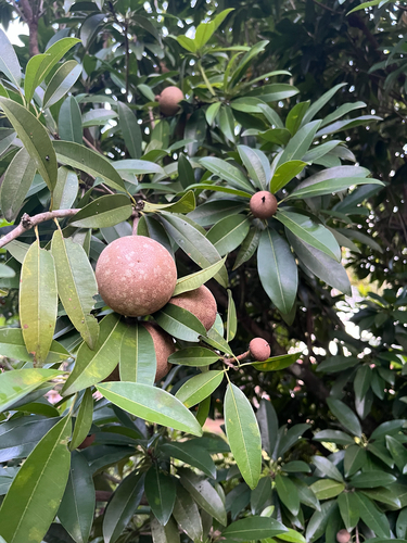 Manilkara zapota observed 2026-10-17