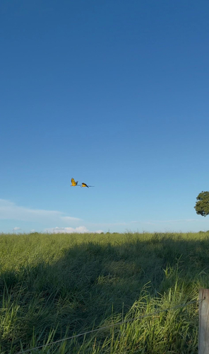 Blue-and-yellow Macaw