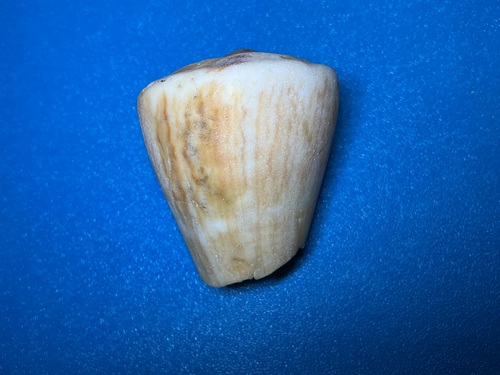 Conus vexillum observed 2026-10-18