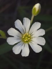 Cerastium arvense strictum