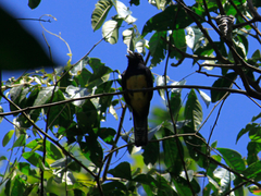 Trogon violaceus