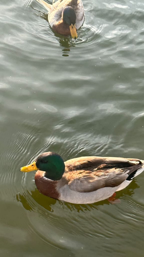 Mallard observed by miavelazquez
