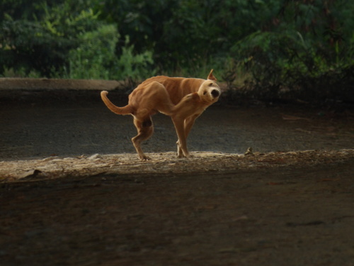 Perro observed by fernando_oliverio2