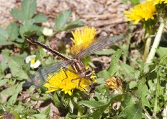 Phanogomphus spicatus