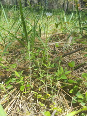 Cerastium arvense strictum