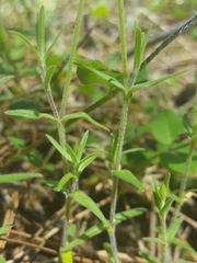 Cerastium arvense strictum