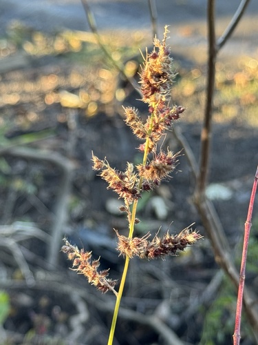 Echinochloa muricata observed 2026-10-17
