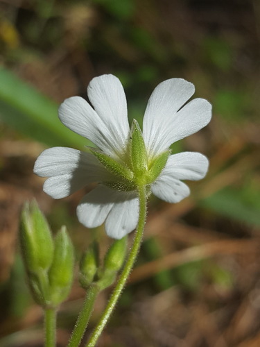 Dirvinė glažutė nuotrauka