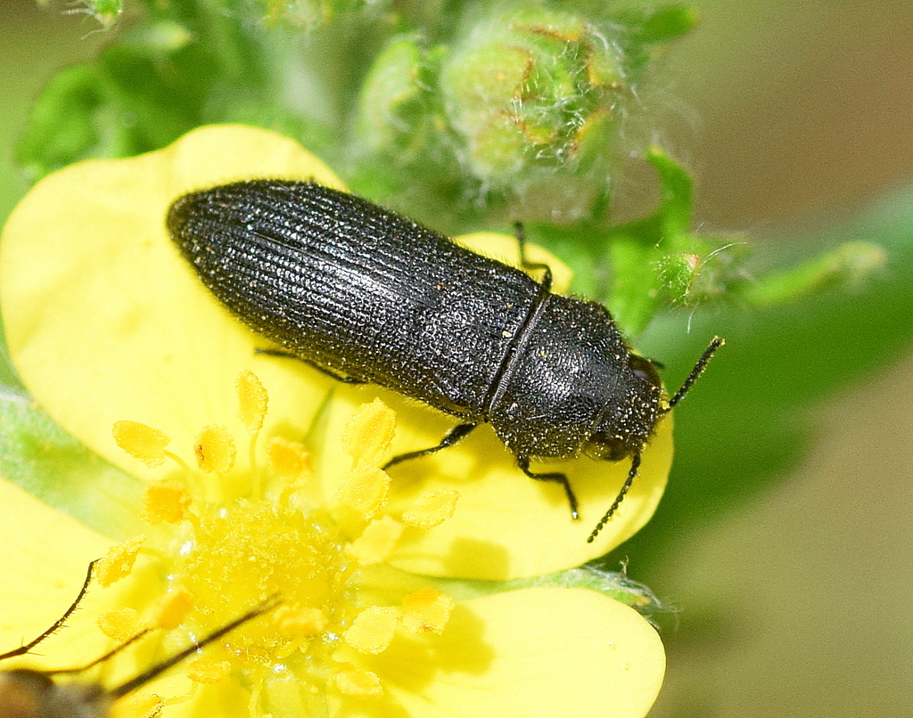 Acmaeodera crinita