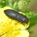 Acmaeodera crinita crinita - Photo (c) Kostas Zontanos, some rights reserved (CC BY-NC), uploaded by Kostas Zontanos